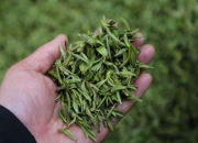 深圳新茶嫩茶wx微信 深圳新茶饮（深圳新茶联系方式）