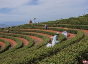 郴州新茶嫩茶全城安排 郴州新茶上市（郴州茶叶专卖店）