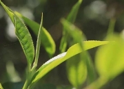 手工制作嫩茶芽怎么做的 嫩芽茶香（嫩芽茶属于什么茶）