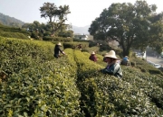 西湖龙井嫩茶 西湖龙井 茶叶（正宗西湖龙井茶口感）