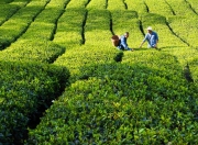 朗诵茶香叶嫩牙 茶香叶嫩芽注音版（茶香叶嫩芽慕诗客爱僧家朗诵）