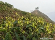 怀孕初期可以喝茶叶吗 怀孕初期可以喝茶叶吗有影响吗（孕初期能喝茶叶茶吗）